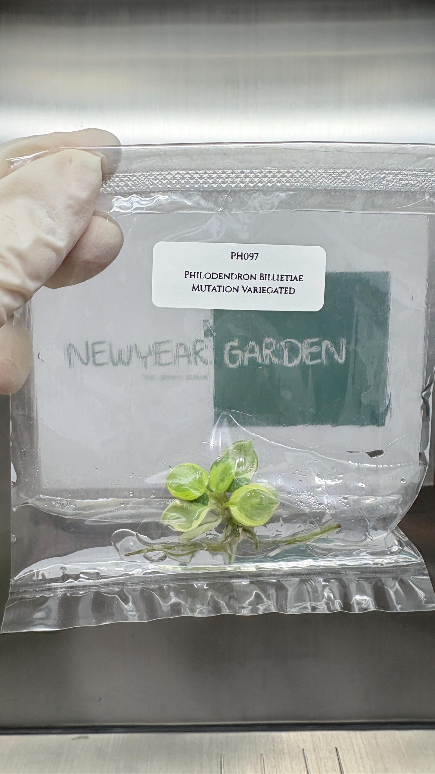 Mutation RARE Philodendron Billietiae Variegated  Tissue Culture (1 item/bag)