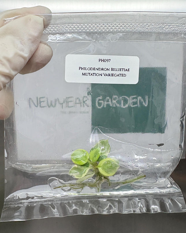 Mutation RARE Philodendron Billietiae Variegated  Tissue Culture (1 item/bag)