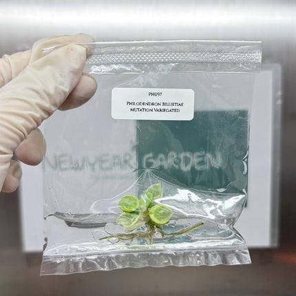 Mutation RARE Philodendron Billietiae Variegated  Tissue Culture (1 item/bag)