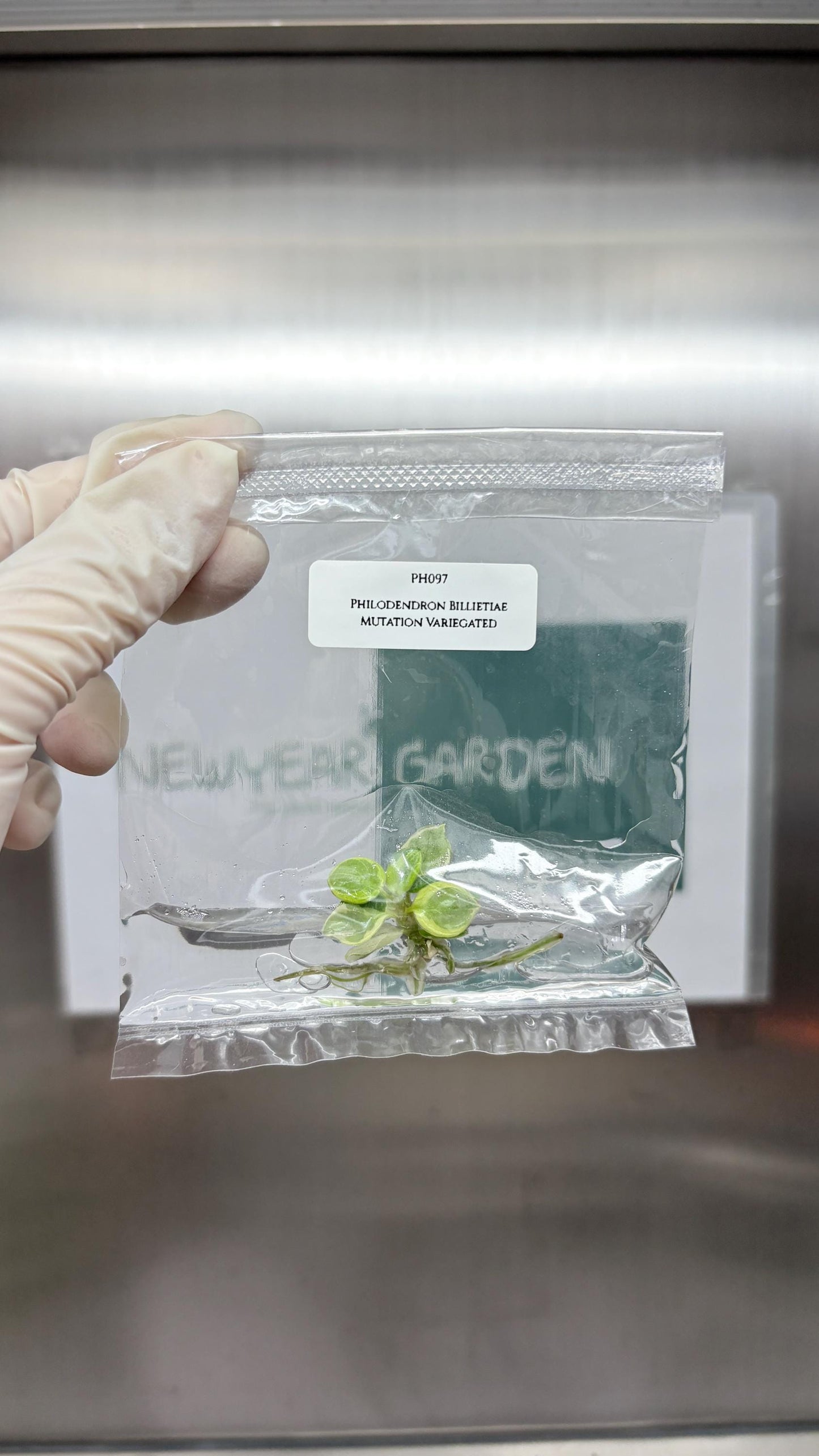 Mutation RARE Philodendron Billietiae Variegated  Tissue Culture (1 item/bag)