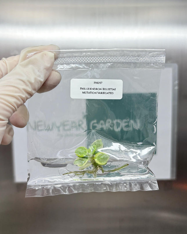 Mutation RARE Philodendron Billietiae Variegated  Tissue Culture (1 item/bag)