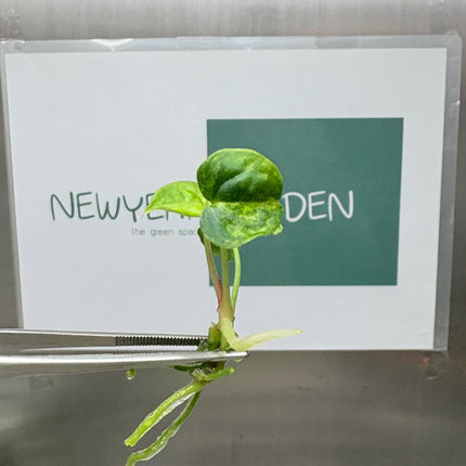 Anthurium Magnificum Variegated x Anthurium Papillilaminum Variegated (1 item/bag) Tissue Culture