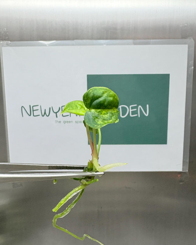 Anthurium Magnificum Variegated x Anthurium Papillilaminum Variegated (1 item/bag) Tissue Culture