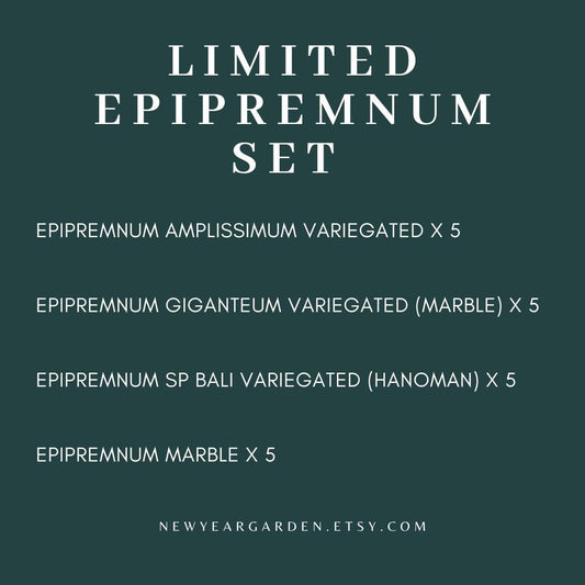 Special Set of 20 Bags of Epipremnum Tissue Culture