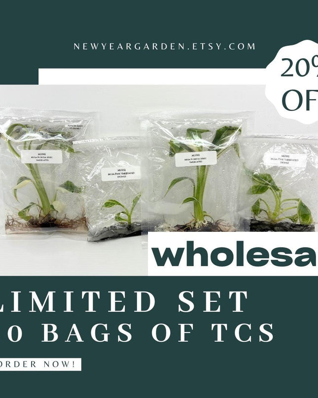 Special Set of 20 Bags of Musa Tissue Culture