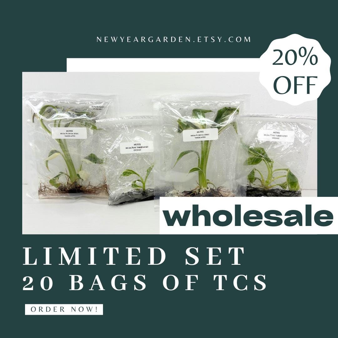 Special Set of 20 Bags of Musa Tissue Culture