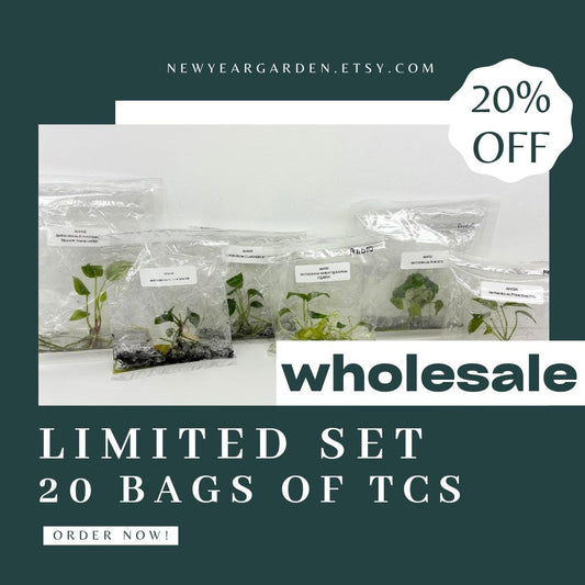 Special Set of 20 Bags of Anthurium Tissue Culture