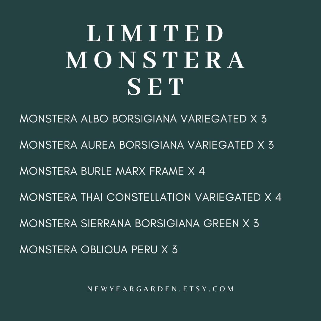 Special Set of 20 Bags of Monstera Tissue Culture