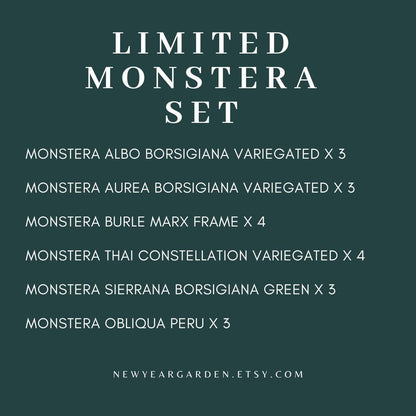 Special Set of 20 Bags of Monstera Tissue Culture