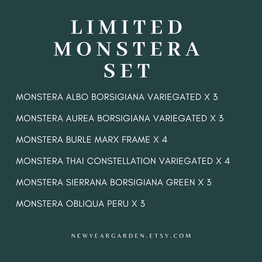 Special Set of 20 Bags of Monstera Tissue Culture