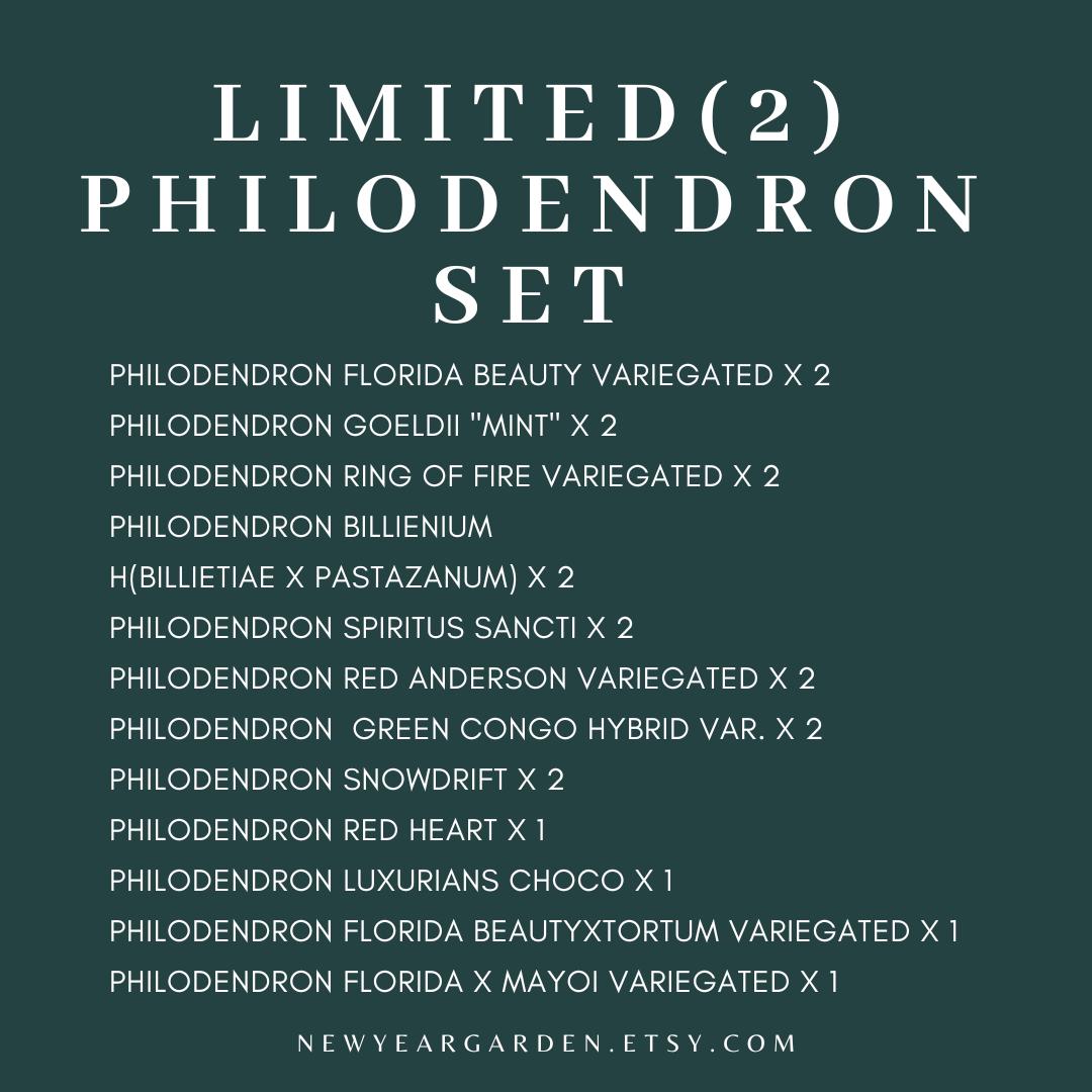 Special Set (2) of 20 Bags of Philodendron Tissue Culture