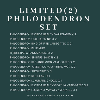Special Set (2) of 20 Bags of Philodendron Tissue Culture