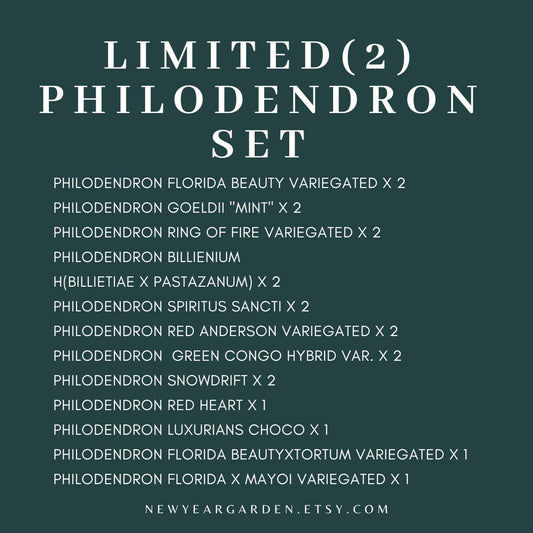 Special Set (2) of 20 Bags of Philodendron Tissue Culture