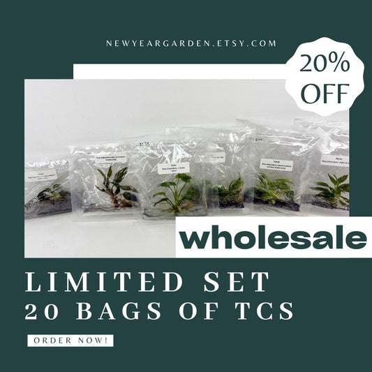 Special Set (2) of 20 Bags of Philodendron Tissue Culture