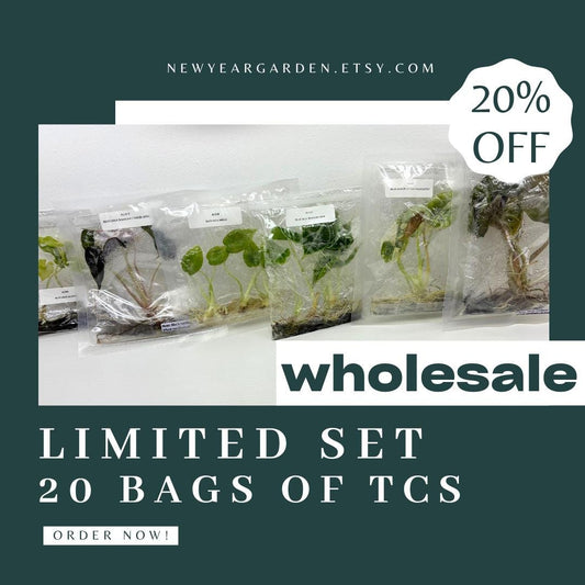 Special Set of 20 Bags of Alocasia Tissue Culture