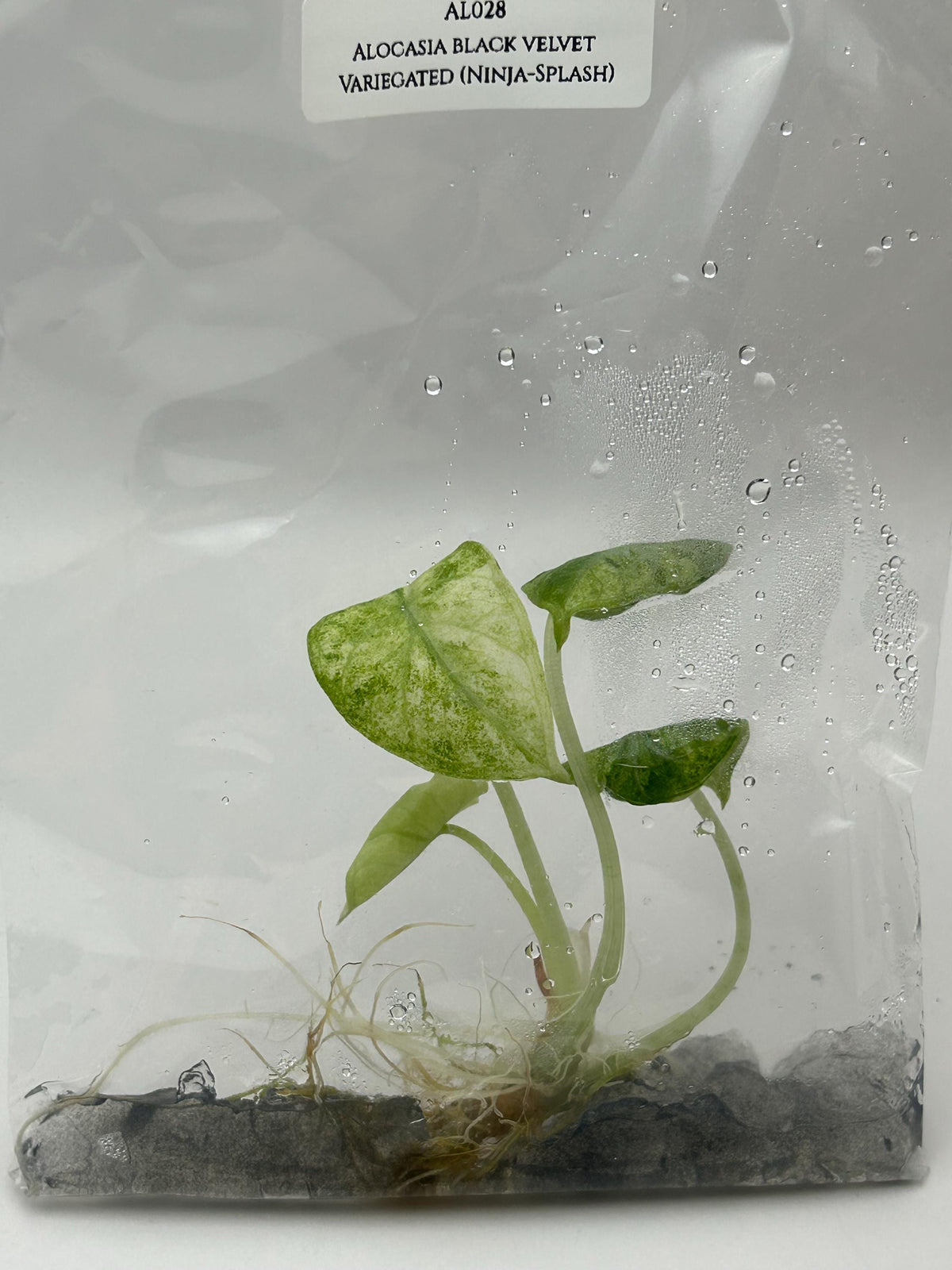 Alocasia black velvet Var.(Ninja-Splash) (1 plant/bag) Tissue culture