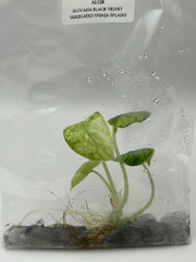 Alocasia black velvet Var.(Ninja-Splash) (1 plant/bag) Tissue culture