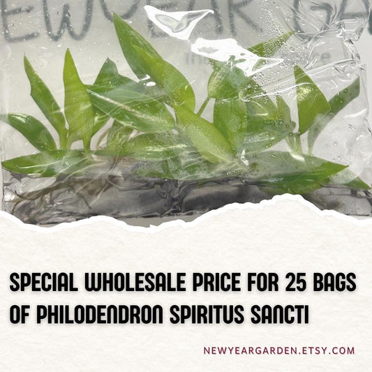 Wholesale Philodendron Spiritus Sancti Tissue Culture (25 Bags)