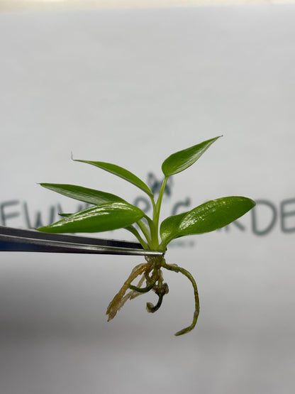 Wholesale Philodendron Spiritus Sancti Tissue Culture (25 Bags)