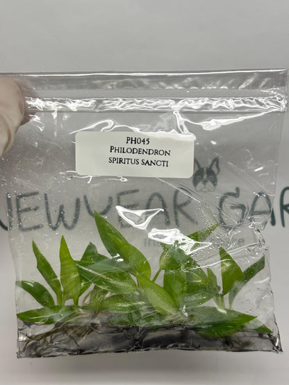 Wholesale Philodendron Spiritus Sancti Tissue Culture (25 Bags)
