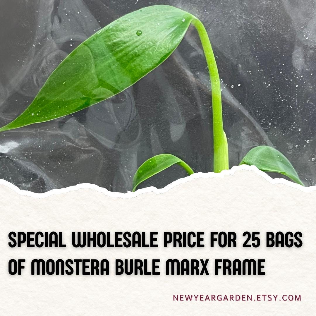 Wholesale Monstera Burle Marx Frame Tissue Culture (25 Bags)