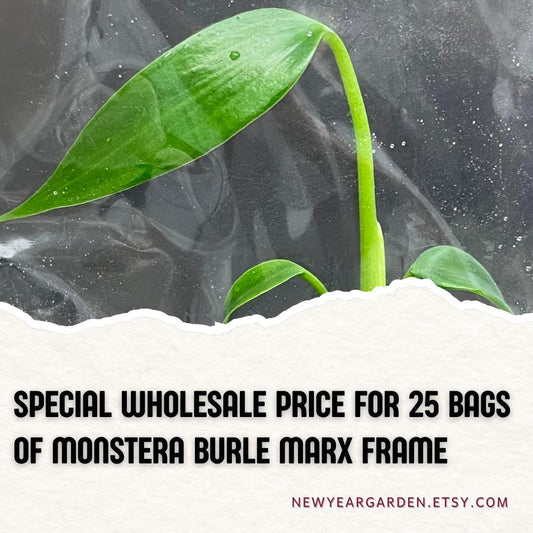 Wholesale Monstera Burle Marx Frame Tissue Culture (25 Bags)
