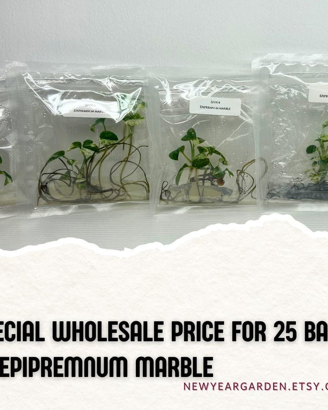 Wholesale Epipremnum Marble Tissue Culture (25 Bags)