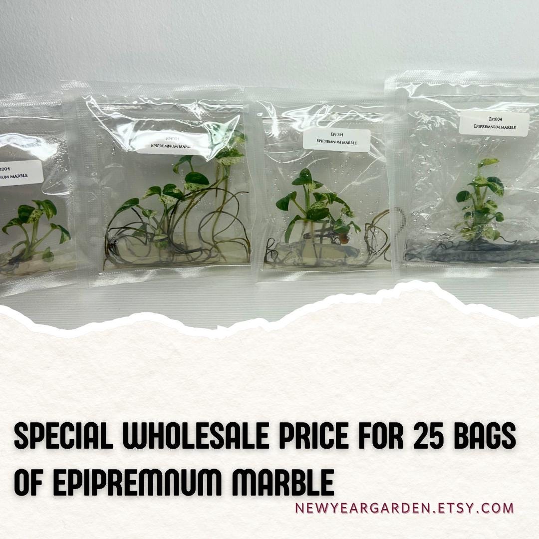 Wholesale Epipremnum Marble Tissue Culture (25 Bags)