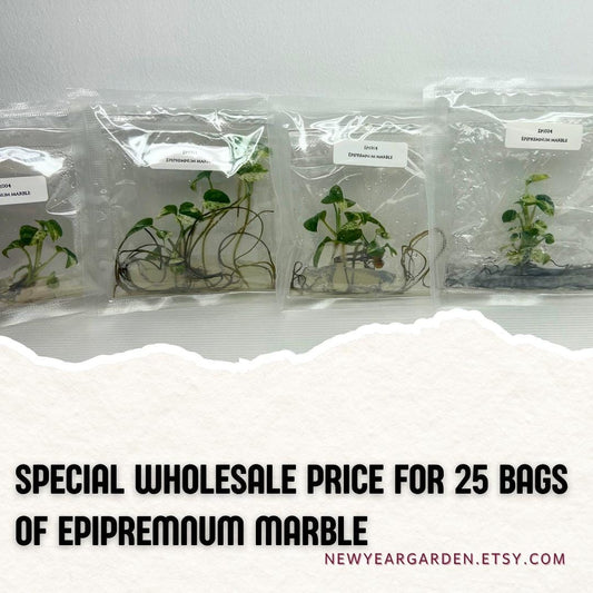 Wholesale Epipremnum Marble Tissue Culture (25 Bags)
