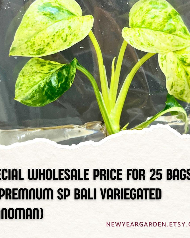 Wholesale Epipremnum Sp Bali Variegated Tissue Culture (25 Bags)