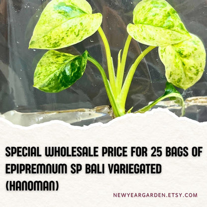 Wholesale Epipremnum Sp Bali Variegated Tissue Culture (25 Bags)