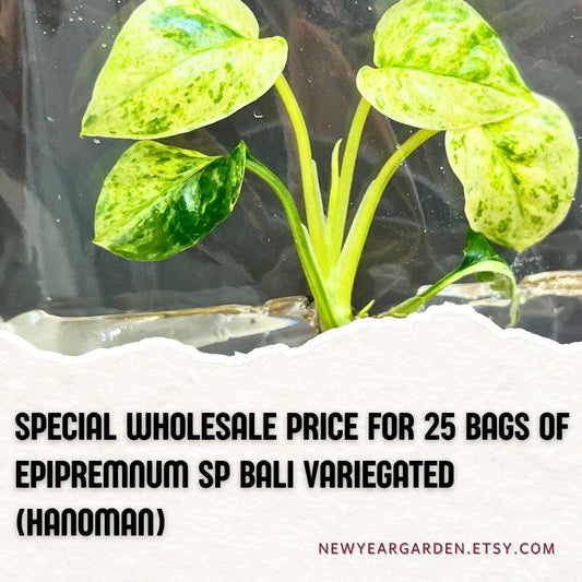 Wholesale Epipremnum Sp Bali Variegated Tissue Culture (25 Bags)