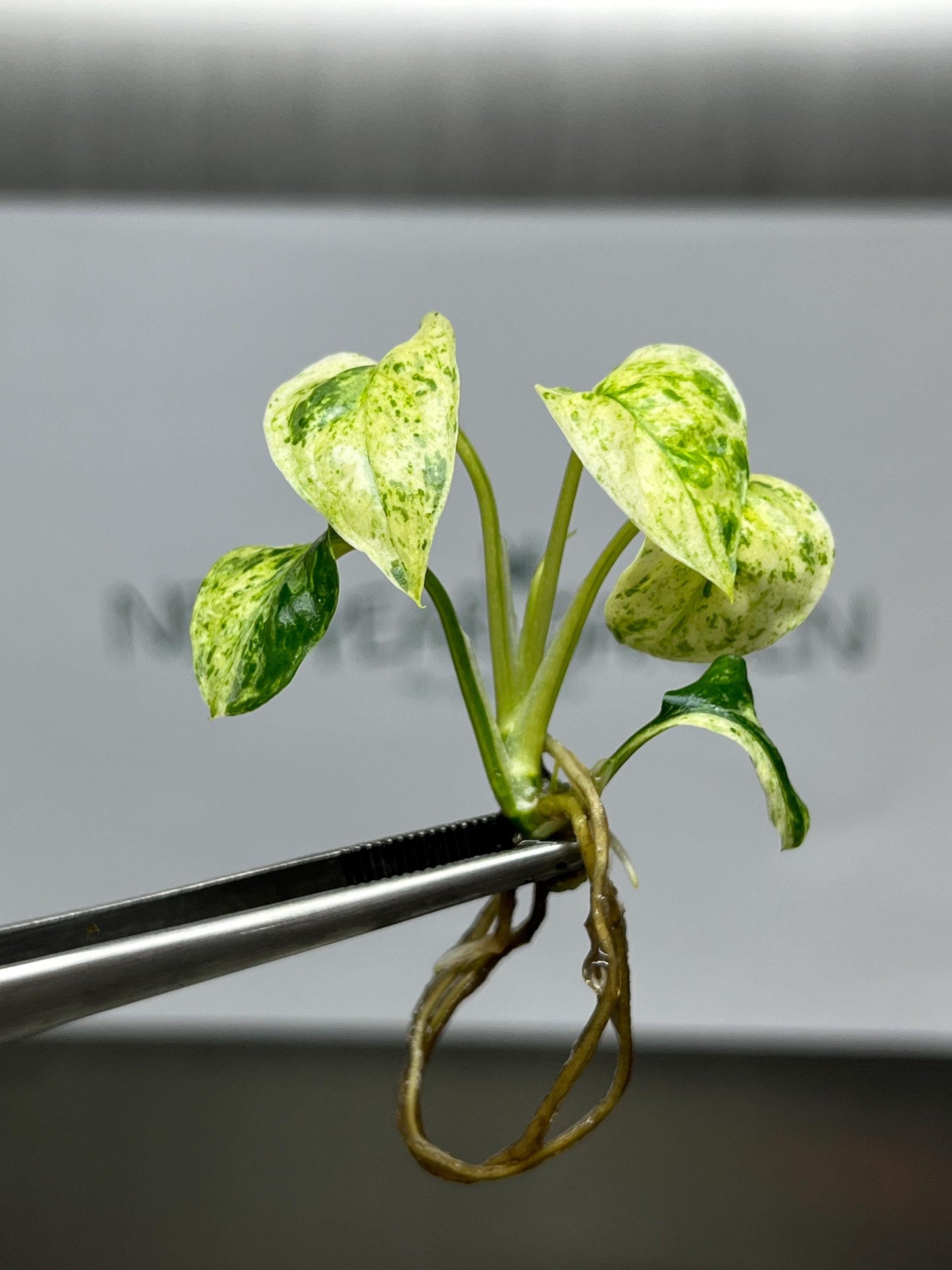 Wholesale Epipremnum Sp Bali Variegated Tissue Culture (25 Bags)