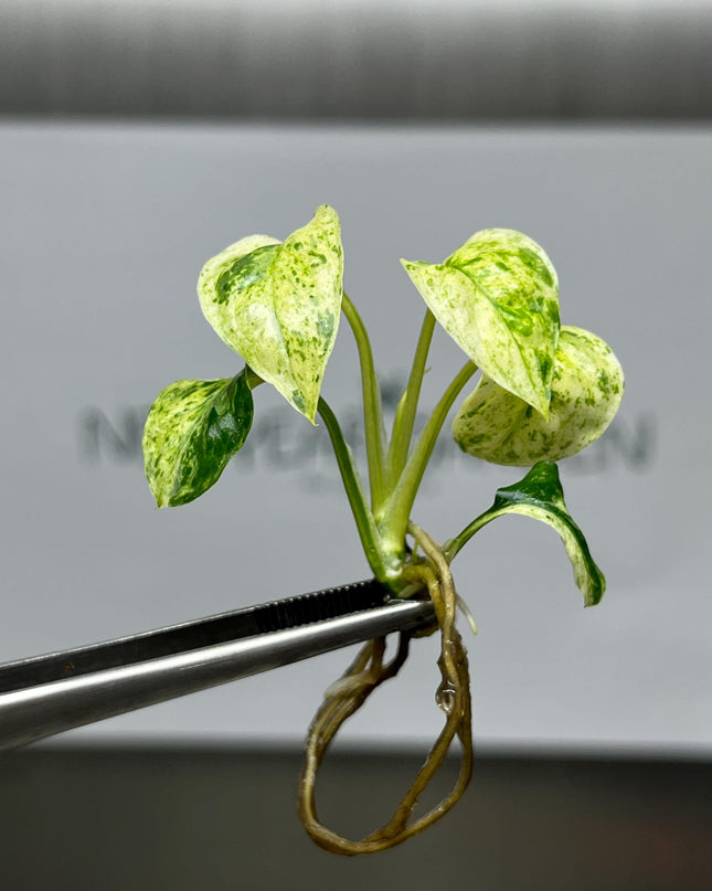 Wholesale Epipremnum Sp Bali Variegated Tissue Culture (25 Bags)