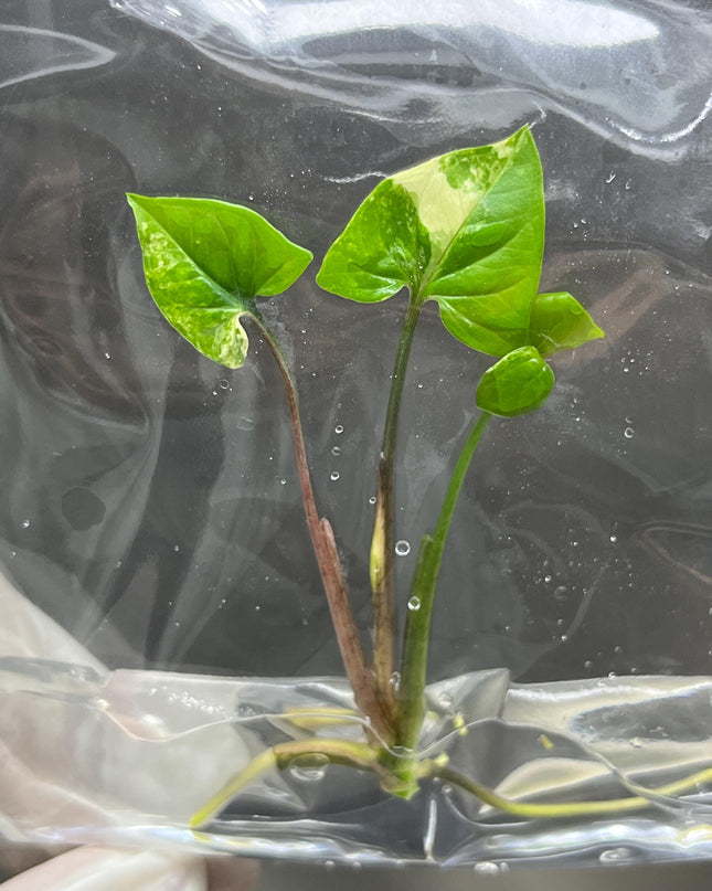 Wholesale Syngonium Podophyllum Albo Variegated Tissue Culture (25 Bags)