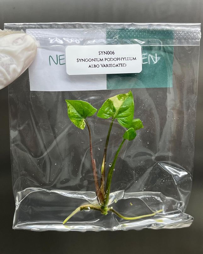 Wholesale Syngonium Podophyllum Albo Variegated Tissue Culture (25 Bags)