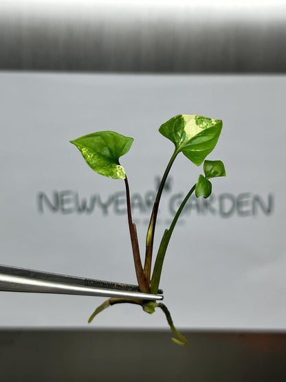 Wholesale Syngonium Podophyllum Albo Variegated Tissue Culture (25 Bags)