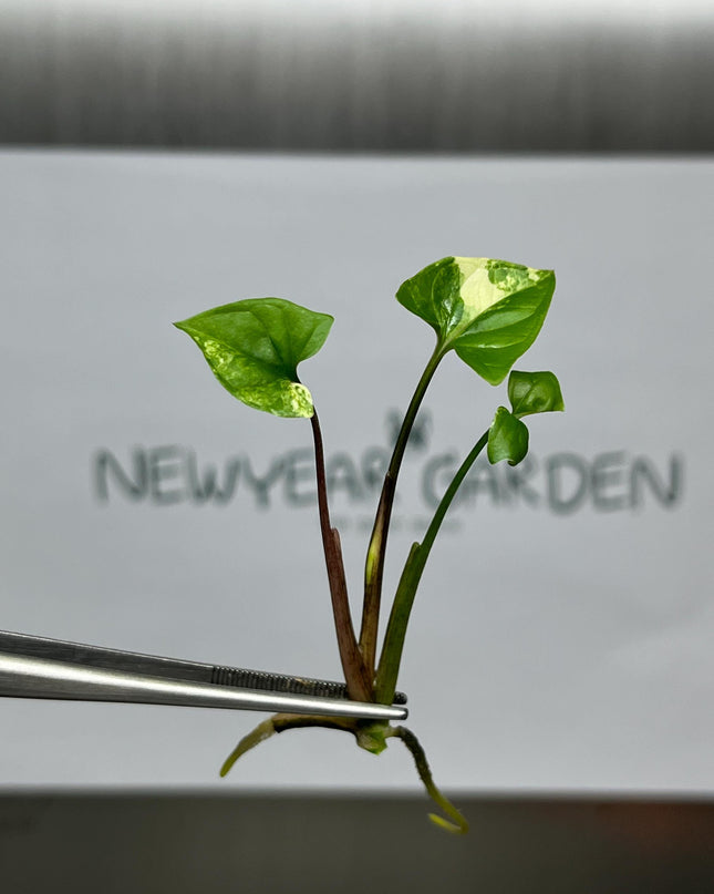 Wholesale Syngonium Podophyllum Albo Variegated Tissue Culture (25 Bags)