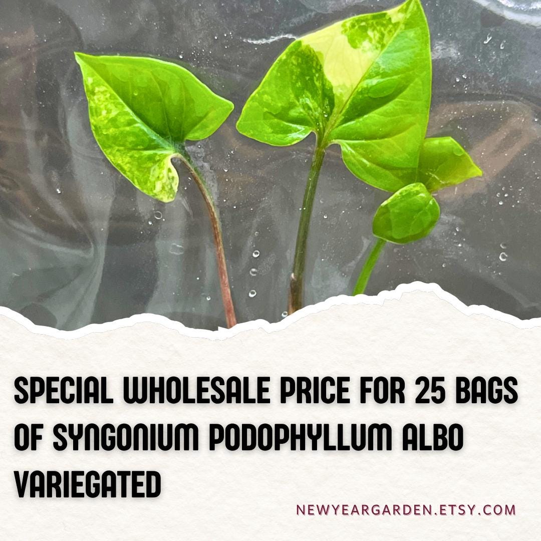 Wholesale Syngonium Podophyllum Albo Variegated Tissue Culture (25 Bags)