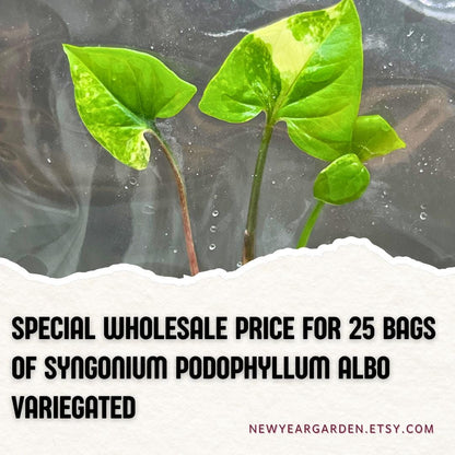 Wholesale Syngonium Podophyllum Albo Variegated Tissue Culture (25 Bags)
