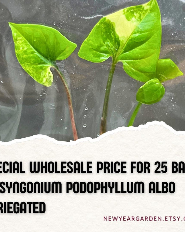 Wholesale Syngonium Podophyllum Albo Variegated Tissue Culture (25 Bags)