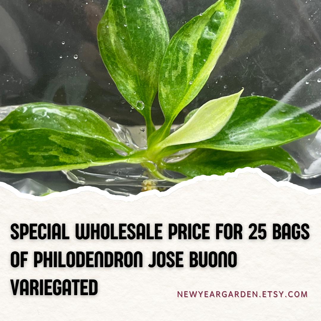 Wholesale Philodendron Jose Buono Variegated Tissue Culture (25 Bags)