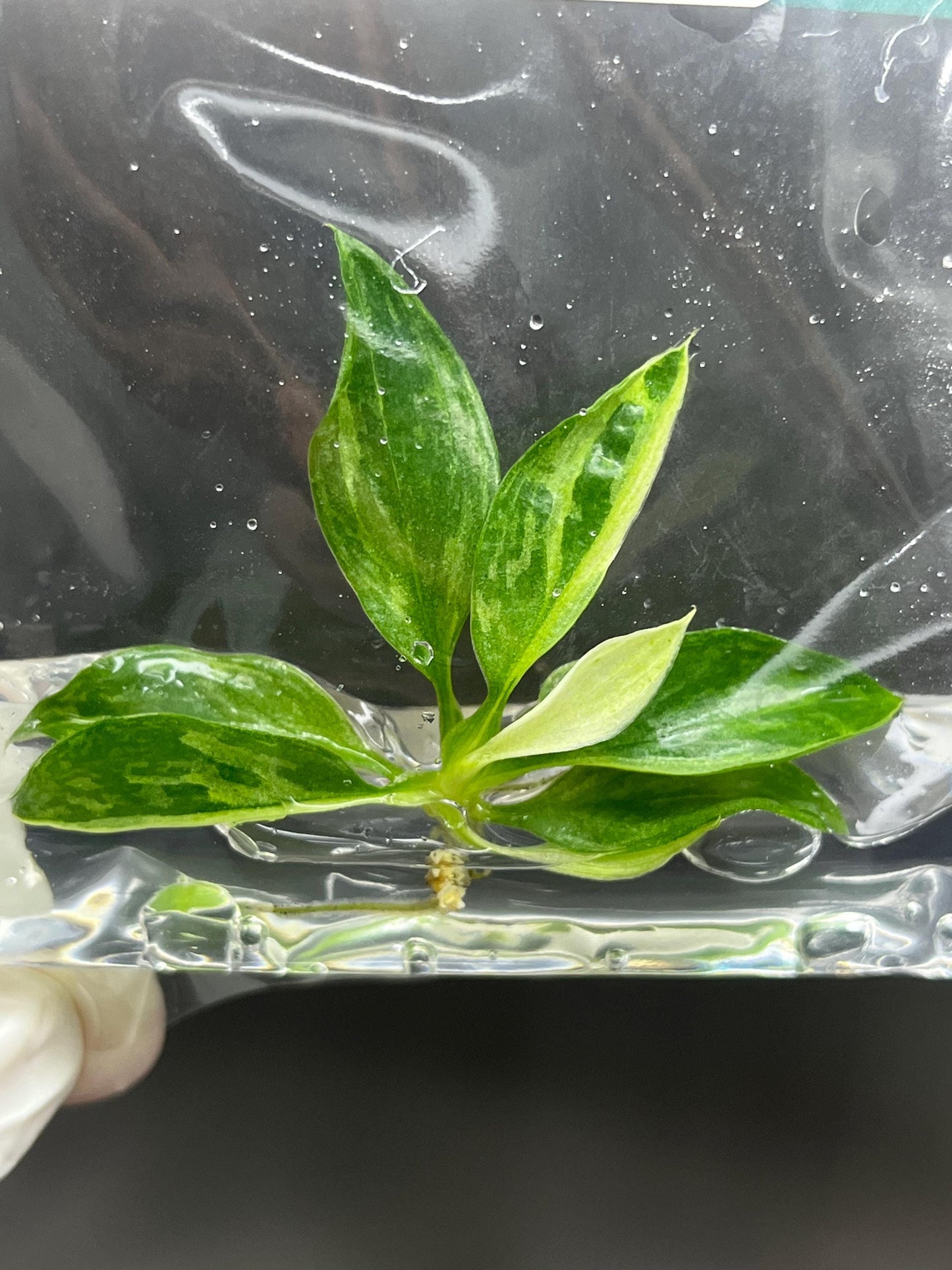 Wholesale Philodendron Jose Buono Variegated Tissue Culture (25 Bags)