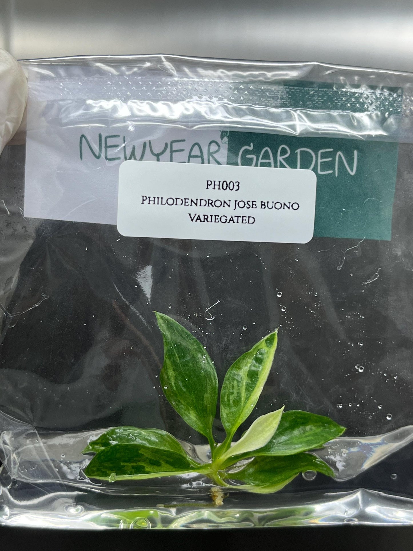 Wholesale Philodendron Jose Buono Variegated Tissue Culture (25 Bags)