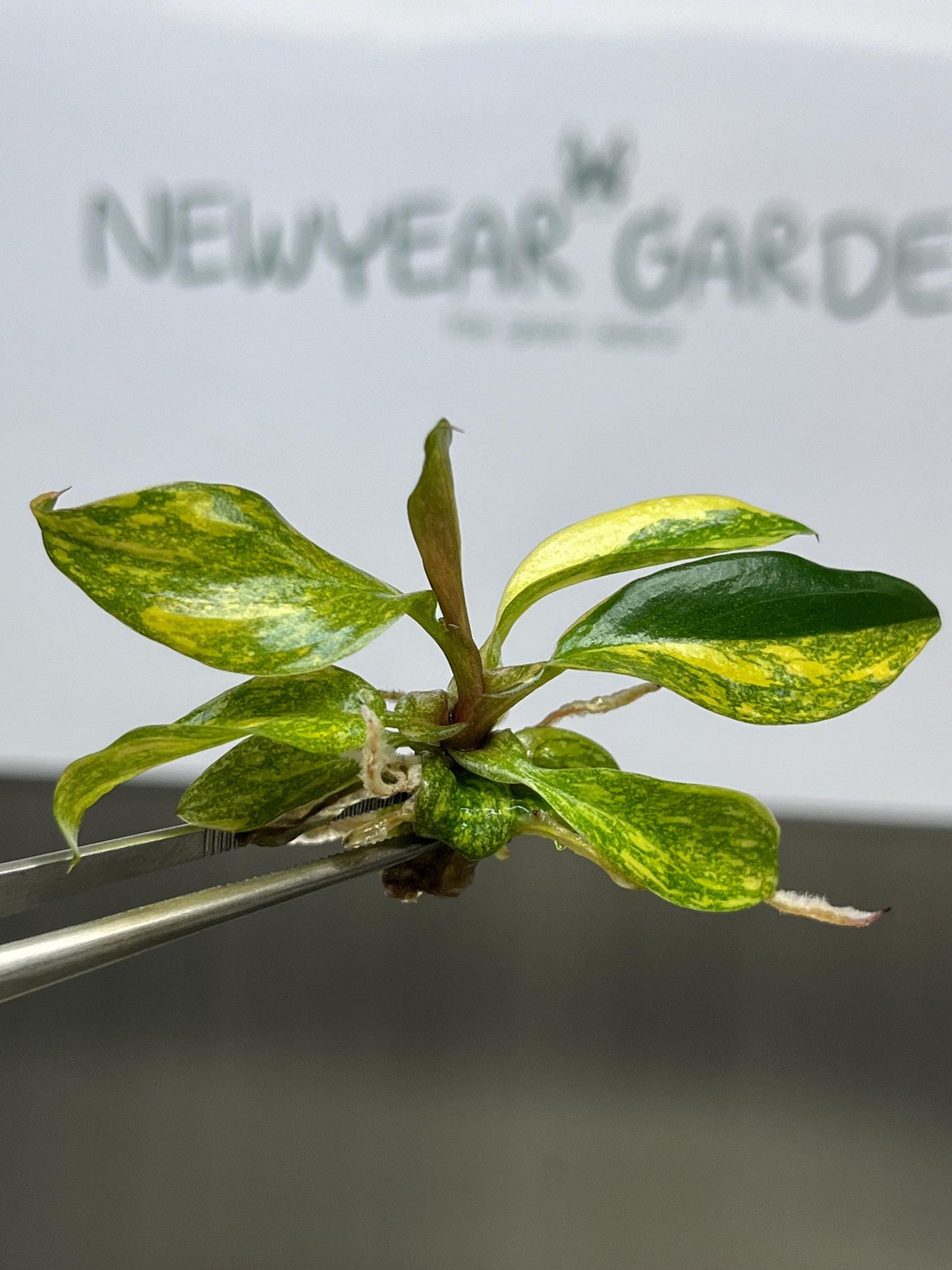 Wholesale Philodendron Orange Princess Variegated Tissue Culture (25 Bags)