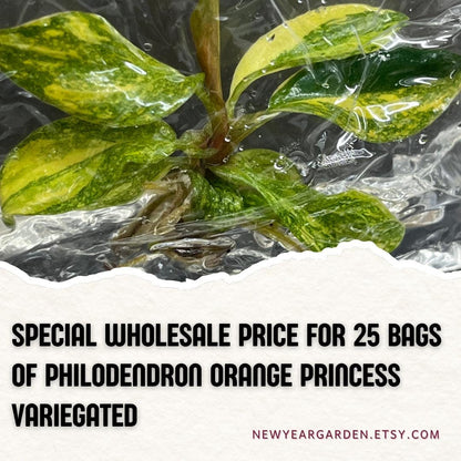 Wholesale Philodendron Orange Princess Variegated Tissue Culture (25 Bags)