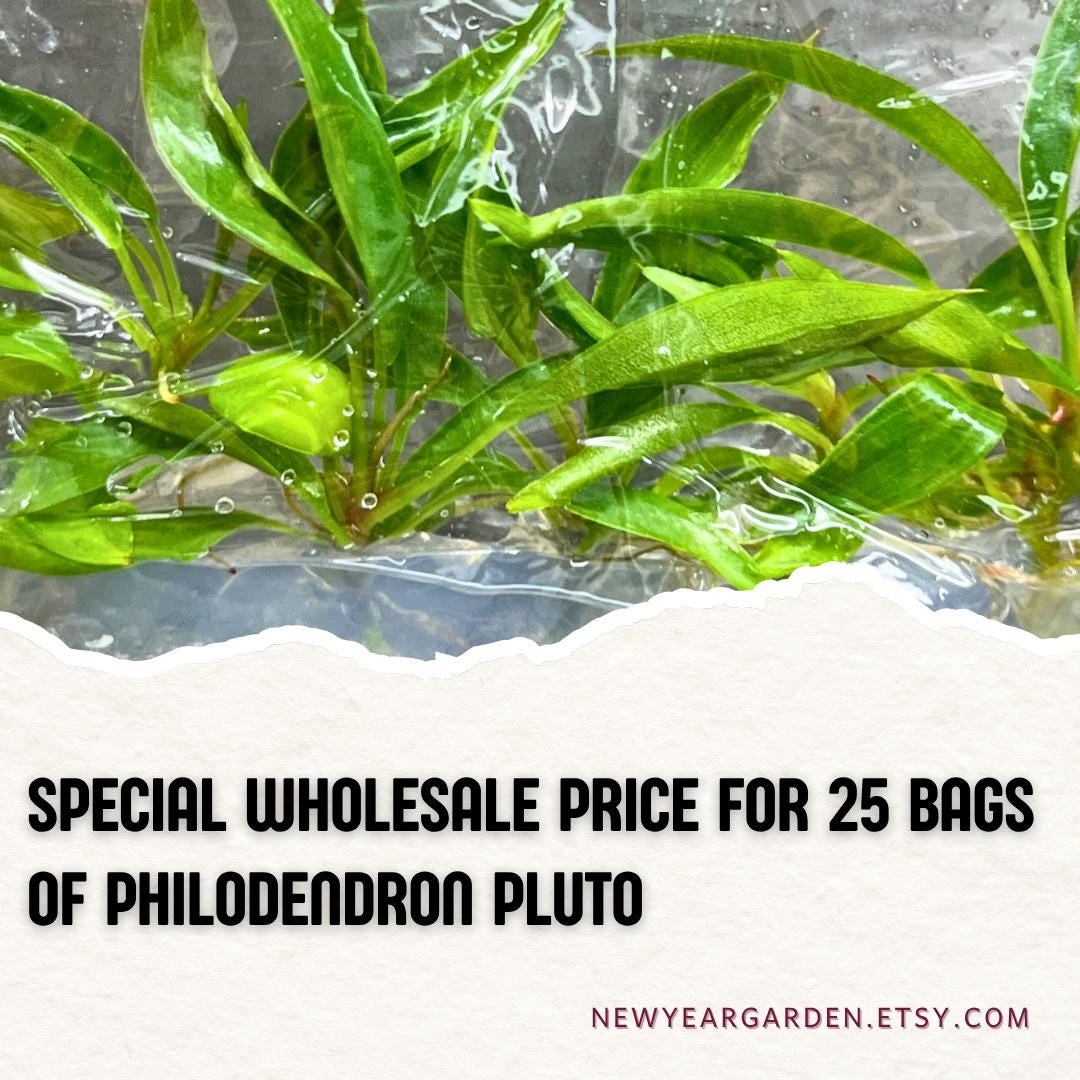 Wholesale Philodendron Pluto Tissue Culture (25 Bags)
