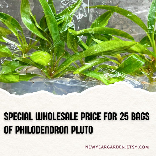 Wholesale Philodendron Pluto Tissue Culture (25 Bags)