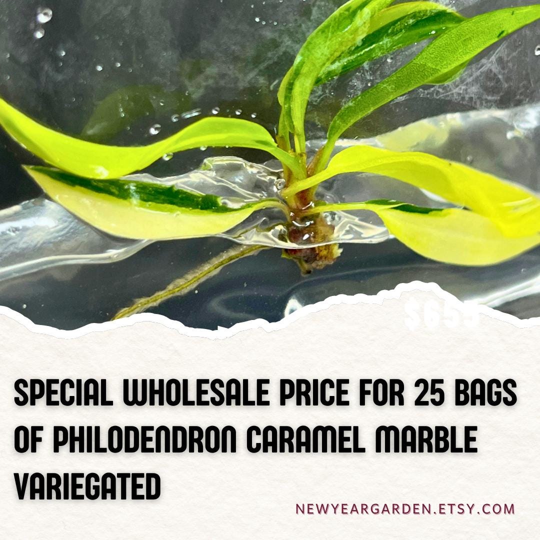 Wholesale Philodendron Caramel Marble Variegated Tissue Culture (25 Bags)