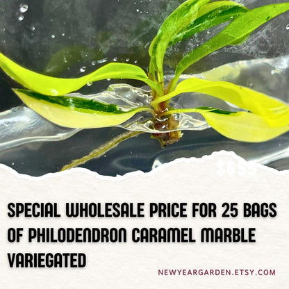 Wholesale Philodendron Caramel Marble Variegated Tissue Culture (25 Bags)